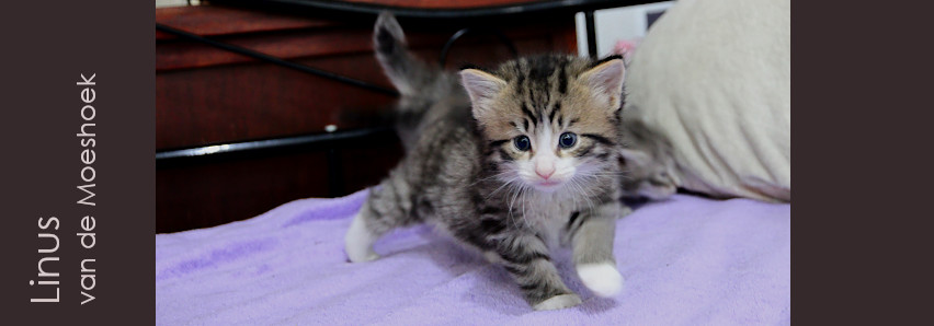 Linus&nbsp;van de Moeshoek