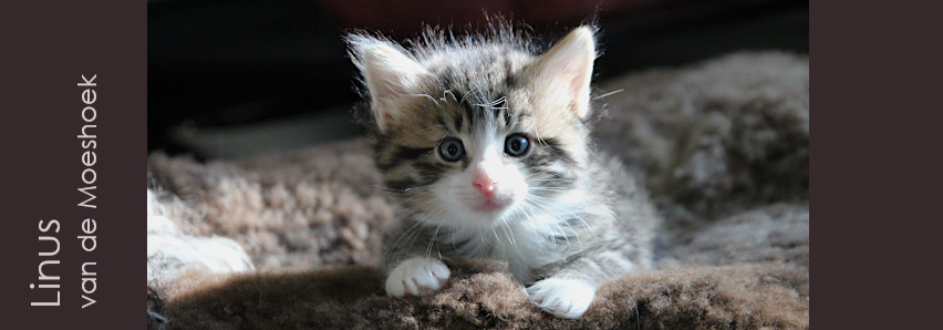 Linus&nbsp;van de Moeshoek