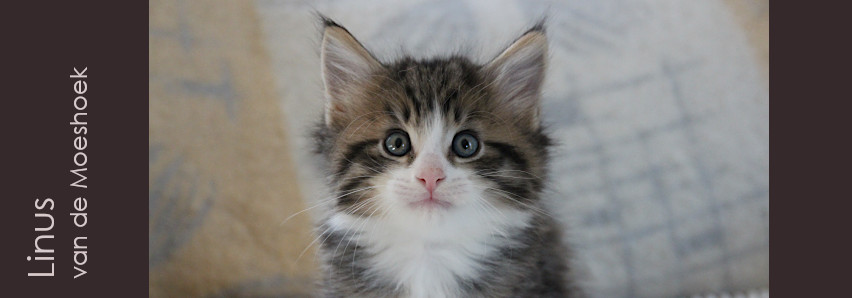 Linus&nbsp;van de Moeshoek