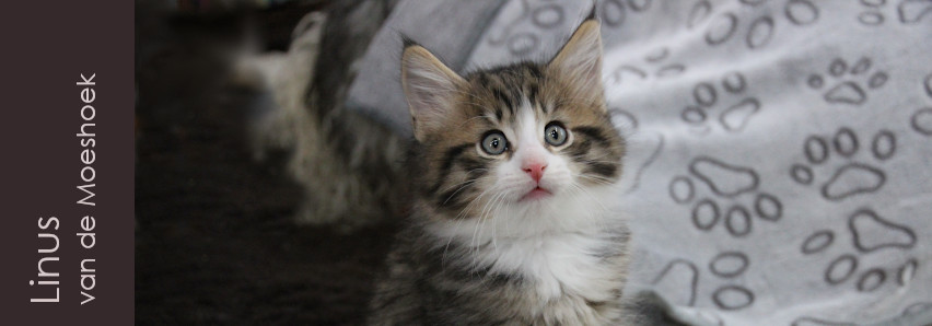 Linus&nbsp;van de Moeshoek