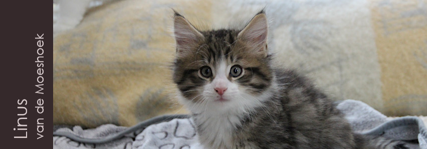 Linus&nbsp;van de Moeshoek