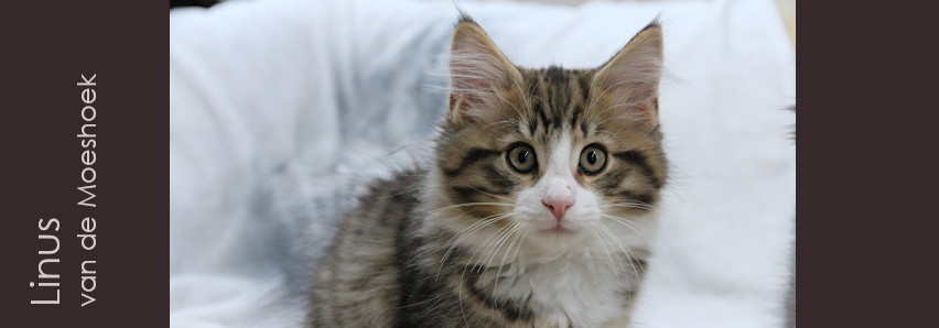 Linus&nbsp;van de Moeshoek