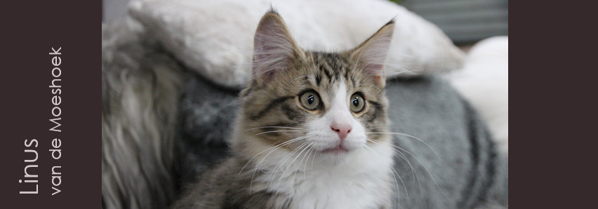 Linus&nbsp;van de Moeshoek