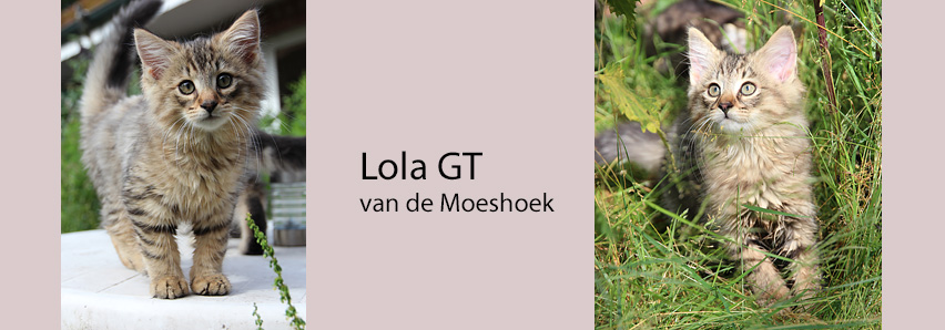 Lola GT van de Moeshoek