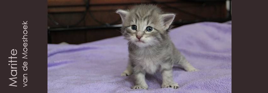 Maritte&nbsp;van de Moeshoek