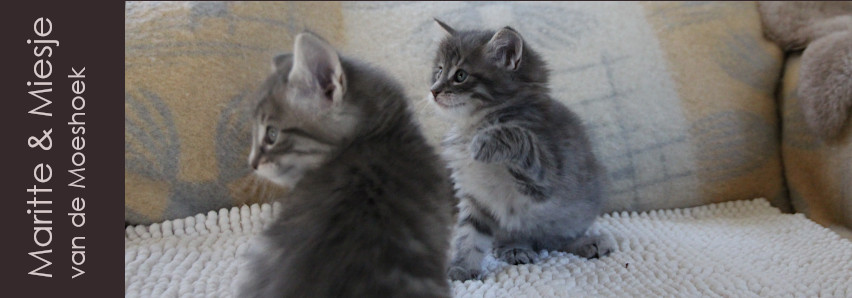 Miesje&nbsp;van de Moeshoek