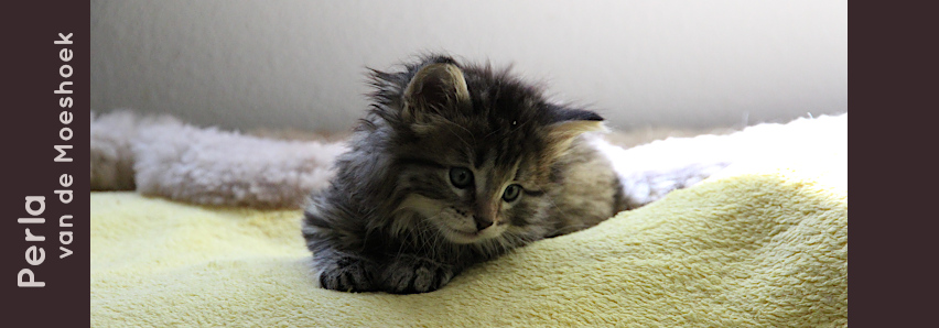 Perla&nbsp;van de Moeshoek