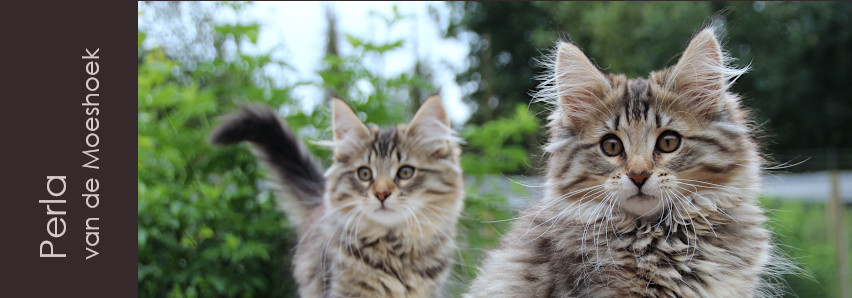 Perla&nbsp;van de Moeshoek