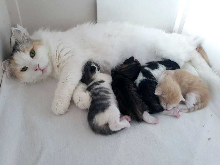 Yentl met haar kittens