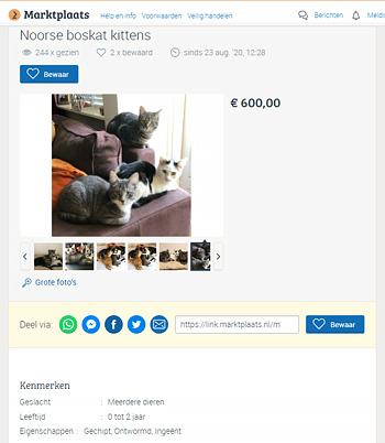 Kittenadvertentie voor Noorse boskatkittens (?) zonder stamboom voor een hoge prijs