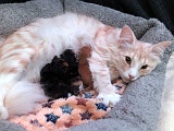 Mama Tic Tac met haar kittens (1 dag oud)
