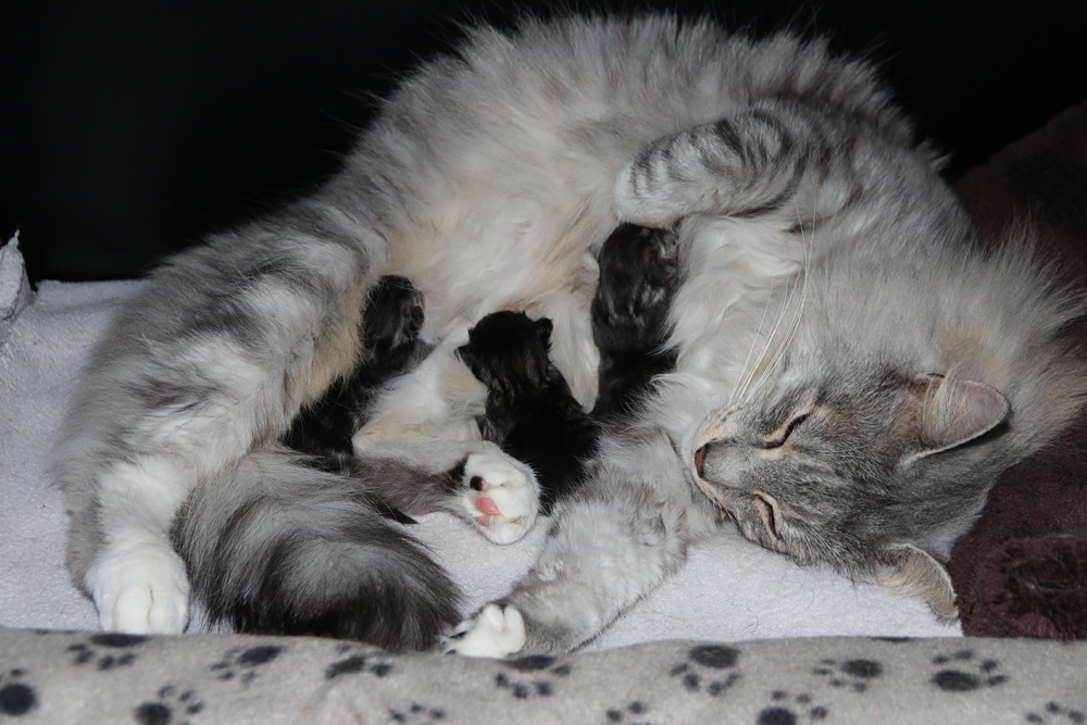 Doortje en haar kittens