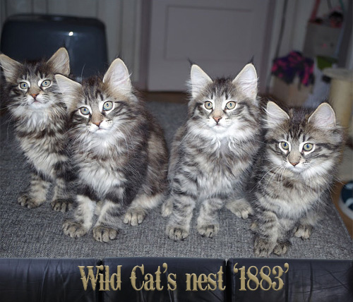 Nest '1883' bij Wild Cat's