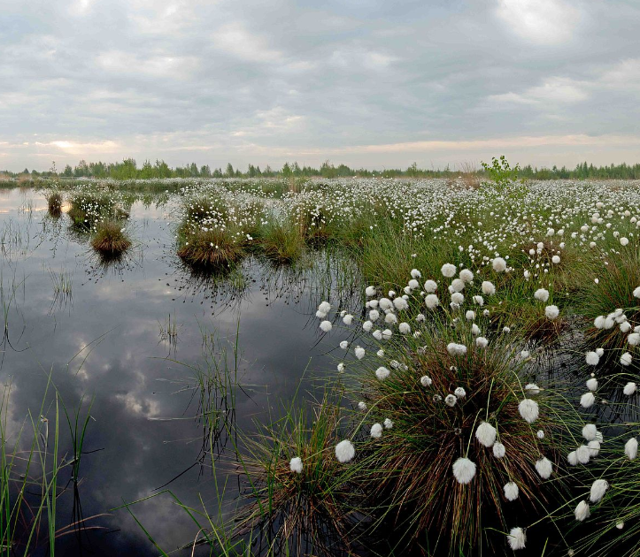 Internationalen Naturpark Bourtanger Moor-Bargerveen